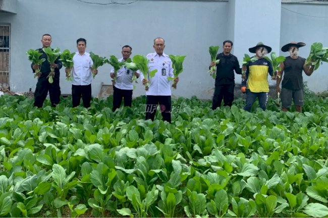  Lapas Pangkalpinang Panen 36 Kg Sawi Segar, Dorong Pemberdayaan Warga Binaan