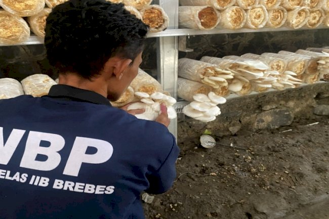 Lapas Brebes Panen Jamur Tiram, Wujud Nyata PHTC dan Dukung Program Ketahanan Pangan 