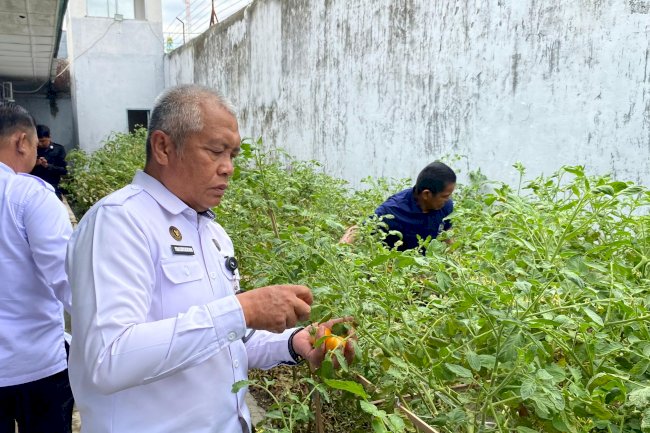 Wujudkan Kemandirian Warga Binaan, Rutan Majene Panen Hasil Kebun Tomat