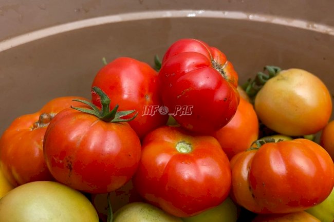 Keringat Warga Binaan Berbuah Hasil, Lapas Narkotika Karang Intan Panen Tomat di Lahan SAE