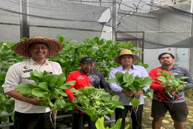 Dukung Ketahanan Pangan, Lapas Narkotika Kasongan Panen 12 Kg Sawi Hidroponik
