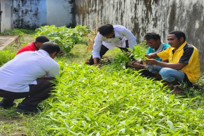 Konsisten Dukung Ketahanan Pangan, Lapas Tual Kembali Panen Sayur Kangkung