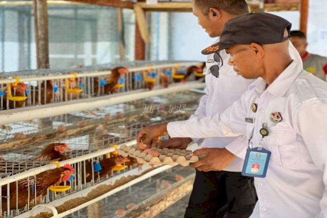 Lapas Atambua Panen Perdana Telur Ayam Ras, Tegaskan Komitmen Ketahanan Pangan Nasional
