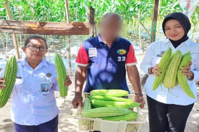 Petugas dan Warga Binaan Lapas Wahai Panen Pare Jumbo