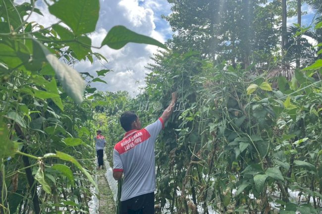 Panen Kacang Panjang, Lapas Piru Tunjukkan Hasil Nyata Pembinaan Kemandirian