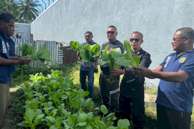 Dukung Ketahanan Pangan, Rutan Masohi Panen Sawi