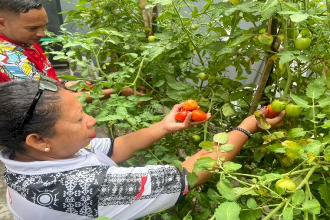 Lapas Wahai Panen Tomat, Penuhi Kebutuhan Bama Warga Binaan