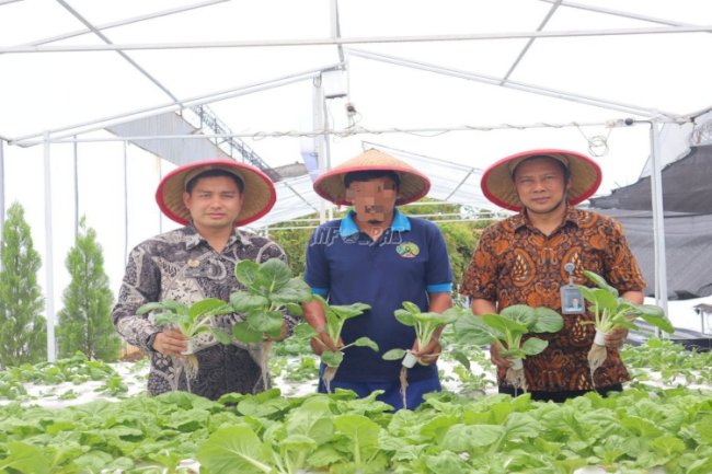 Hijau Tumbuh di Balik Tembok, Panen Pakcoy Hidroponik Warnai Lapas Kelas I Tangerang