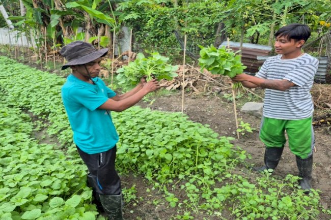 Warga Binaan Lapas Palu Panen Puluhan Kg Sayuran di SAE Langaleso