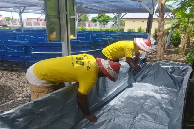Grading 2.804 Anakan Ikan Nila, Pokdakan Lapas Namlea Siapkan Kolam Terpal Khusus