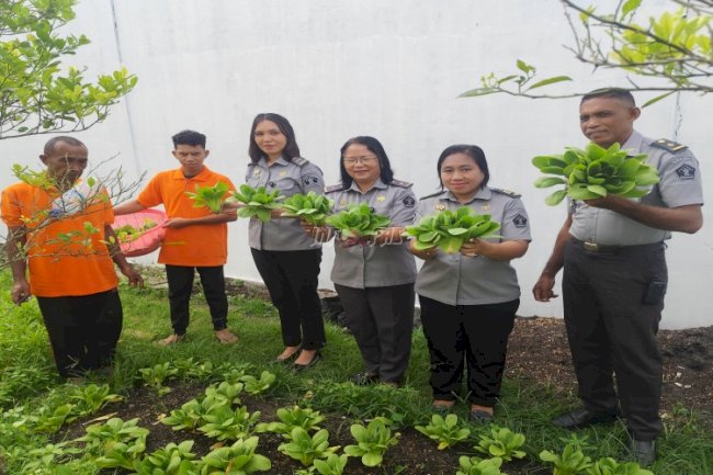 Panen Sayur Pakcoy, Lapas Saparua Wujudkan Ketahanan Pangan Mandiri