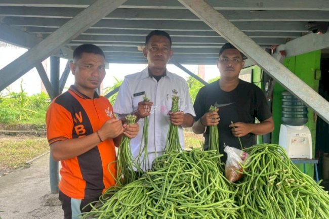 Lapas Piru Panen Kacang Panjang, Hasil Nyata Program Kemandirian Warga Binaan
