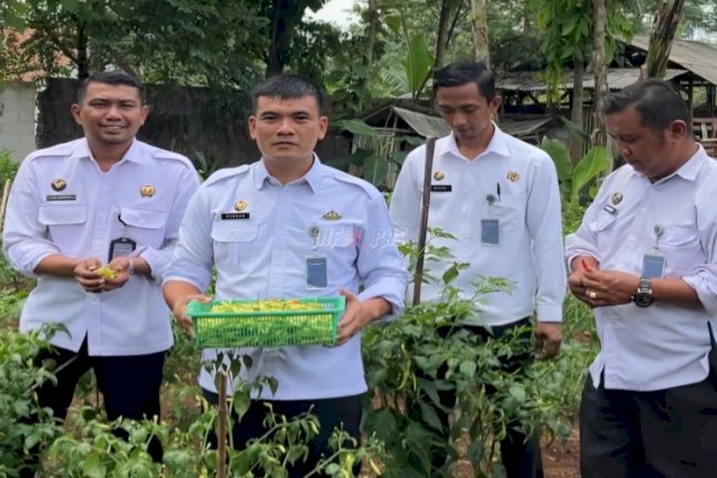 Warga Binaan dan Jajaran Lapas Batang Semangat Panen Cabai dan Sayuran Segar