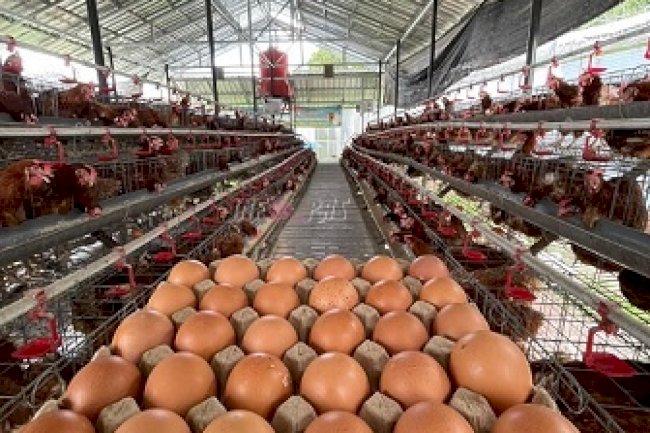 Panen Melimpah di Lapas Narkotika Karang Intan, 700 Butir Telur Setiap Hari dari Wahana Asimilasi dan Edukasi