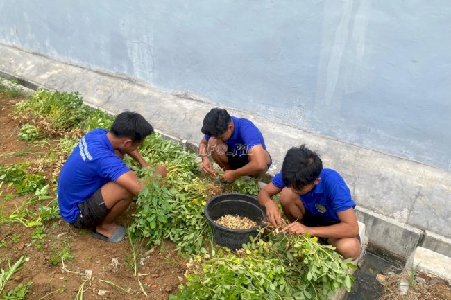 Warga Binaan Rutan Sampang Panen Kacang Tanah, Dukung Ketahanan Pangan Nasional