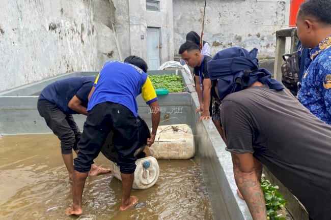Binaan Jadi Andalan, Lapas Brebes Panen 100 Kg Lele