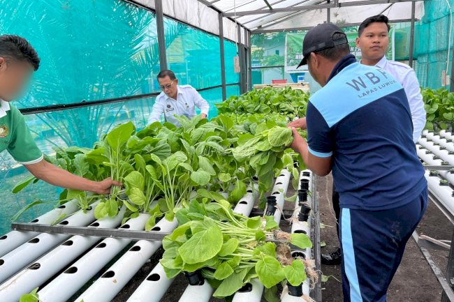 Lapas Luwuk Panen Sawi Hidroponik, Dukung Ketahanan Pangan dan Pemenuhan Gizi Warga Binaan