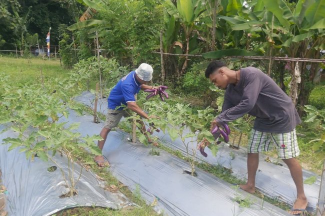 Warga Binaan Lapas Ambon Panen Terong, Bukti Nyata Pembinaan Produktif