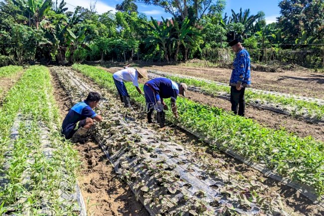 Pascabanjir, Perkebunan Hortikultura Lapas Tolitoli Mulai Pulih