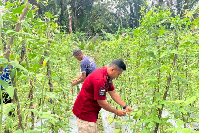 Lapas Piru Panen 67 Ikat Kacang Panjang dari Dua Lahan Baru