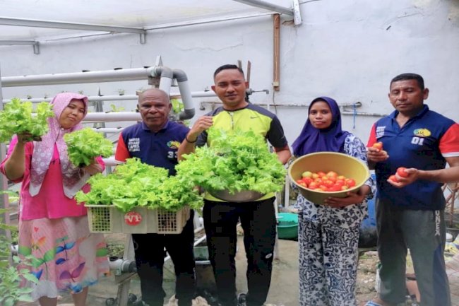 Panen Sayuran, Tomat dan Selada Warga Binaan Lapas Wahai Diborong Masyarakat
