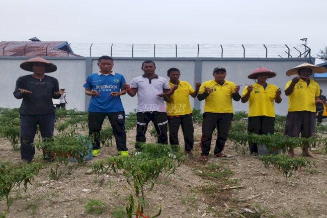 Lapas Namlea Panen 18 Kg Cabai Keriting di Lahan SAE
