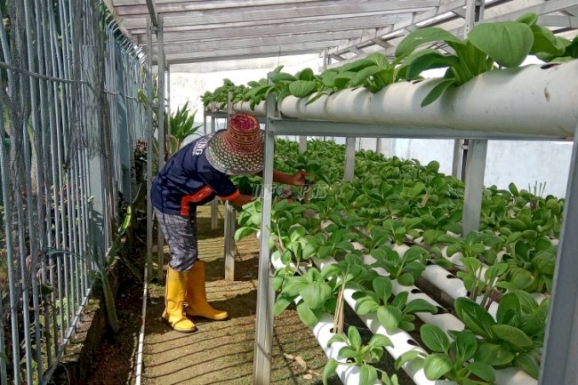 Lapas Kotabaru Optimalkan Lahan Terbatas lewat Penyemaian Pakcoy Hidroponik 