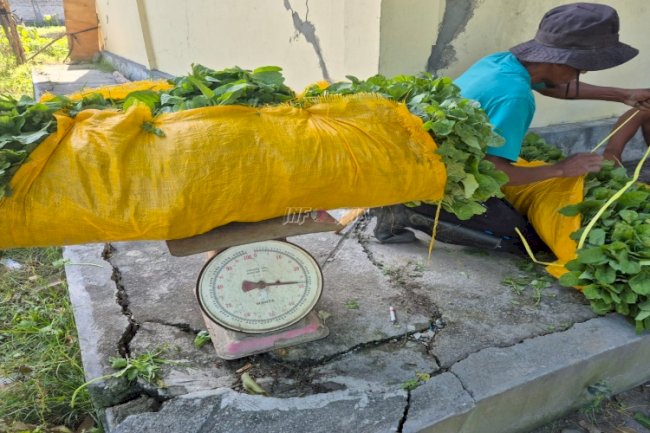 Pembinaan Berbuah Manis, Lapas Palu Panen Sayur Bayam di SAE Langaleso