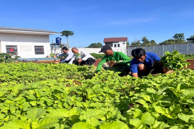 Panen Bayam, Warga Binaan Rutan Pelaihari Nikmati Hasil Pembinaan Kemandirian