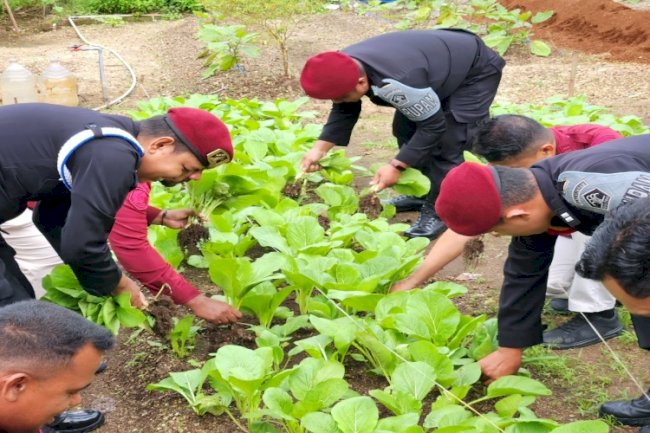 Pertahankan Stabilitas Pangan, Lapas Tual Kembali Panen Sawi