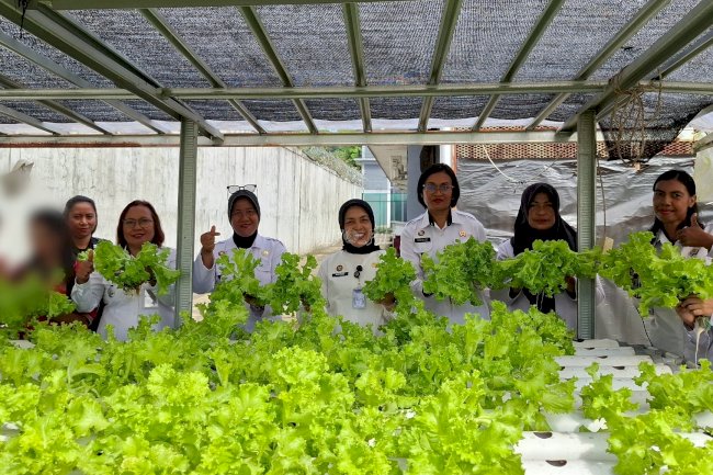  Bukti Keberhasilan Program Kemandirian, Lapas Perempuan Ambon Panen Selada Hidroponik