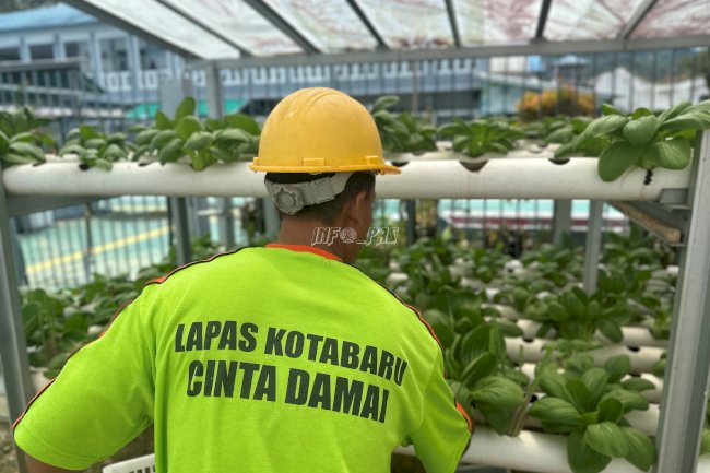 Panen Rutin Sayuran Pakcoy, Lapas Kotabaru Konsisten Wujudkan Pembinaan Kemandirian