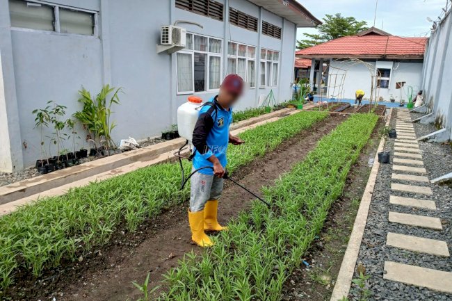 Rutan Marabahan Rawat Kebun Sayur, Warga Binaan Belajar Mandiri Lewat Agrikultur