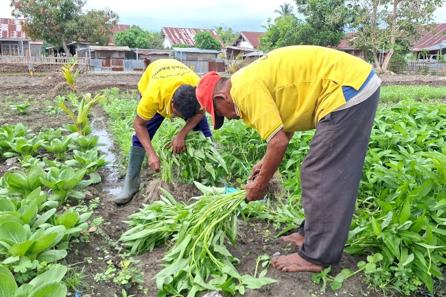 Lapas Parigi Panen Pakcoy dan Kangkung, Dukung Swasembada Pangan Nasional