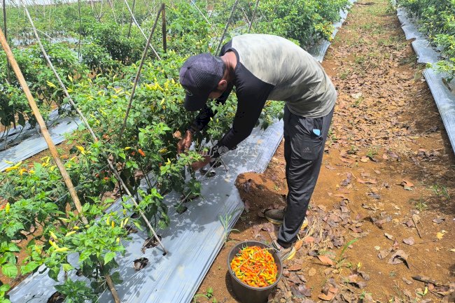 Cabe SAE Rutan Pelaihari Laris di Pasar, Bukti Keberhasilan Program Kemandirian
