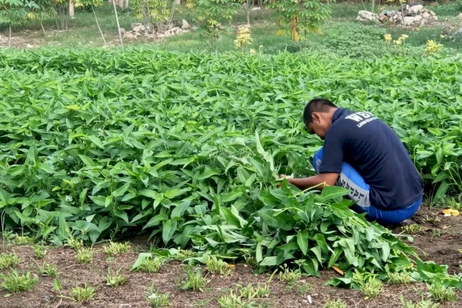 SAE Lapas Palu Hasilkan Jagung dan Kangkung untuk Ketahanan Pangan
