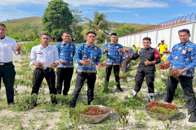 Dukung Ketahanan Pangan Nasional, Lapas Namlea Panen Cabai dan Timun