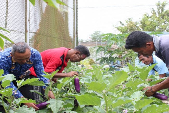 Panen di Dua Lokasi Berbeda, Lapas Piru Wujudkan Pembinaan Produktif bagi Warga Binaan