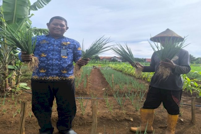 Panen Perdana Daun Bawang, Rutan Pelaihari Optimalkan Lahan SAE untuk Ketahanan Pangan