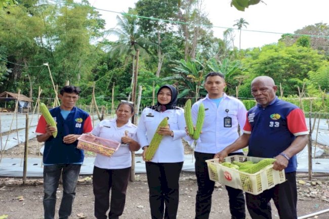 Ketahanan Pangan dari Balik Jeruji, Lapas Wahai Sukses Panen Pare dan Cabai