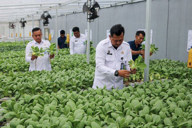 Hidroponik di Balik Jeruji, Lapas Cibinong Cetak Warga Binaan Mandiri