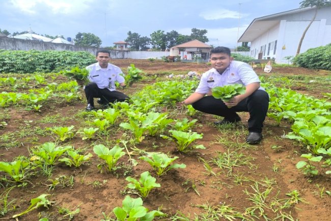 Panen Sawi Segar, Rutan Pelaihari Tingkatkan Ketahanan Pangan