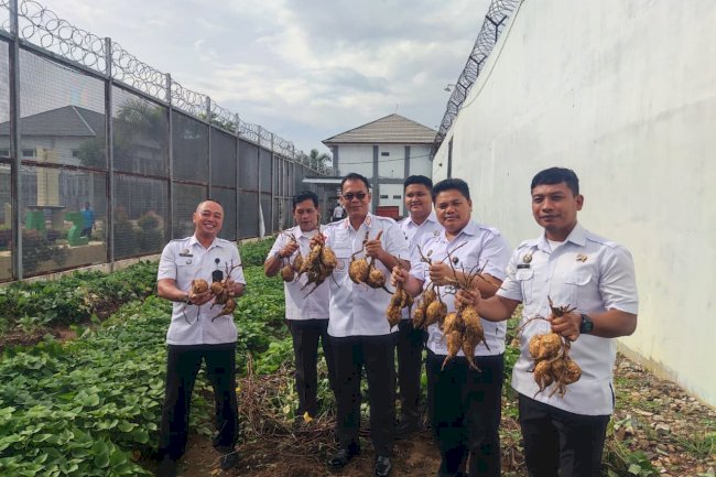 Lapas Banjarbaru Panen 100 Kg Ubi Jalar, Dorong Pembinaan dan Ketahanan Pangan