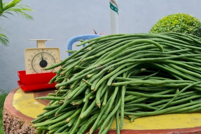 Panen Ke-6, Rutan Kebumen Hasilkan 10 Kg Kacang Panjang