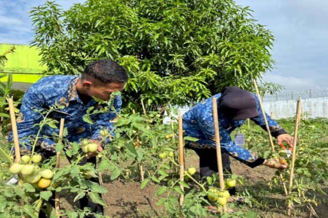 Panen Perdana Tomat di Lapas Perempuan Gorontalo Capai 15 Kg