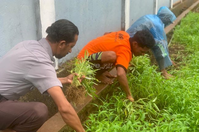 Ketahanan Pangan Berkelanjutan, Lapas Saumlaki Kembali Panen Kangkung