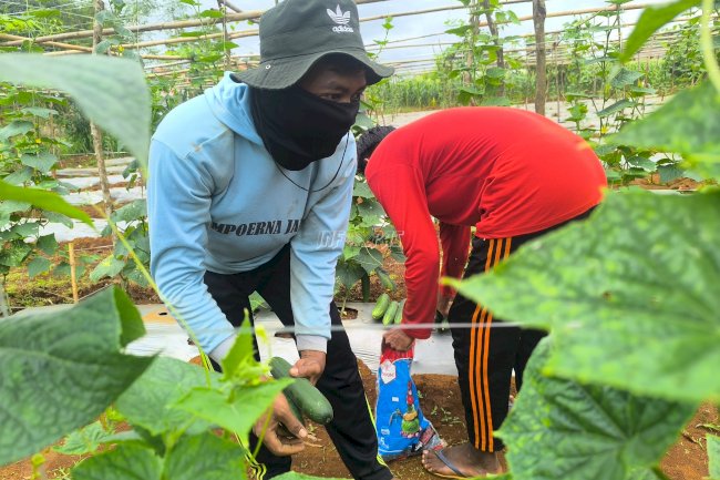 Rutan Pelaihari Panen 10 Kg Timun Hasil Perkebunan Warga Binaan