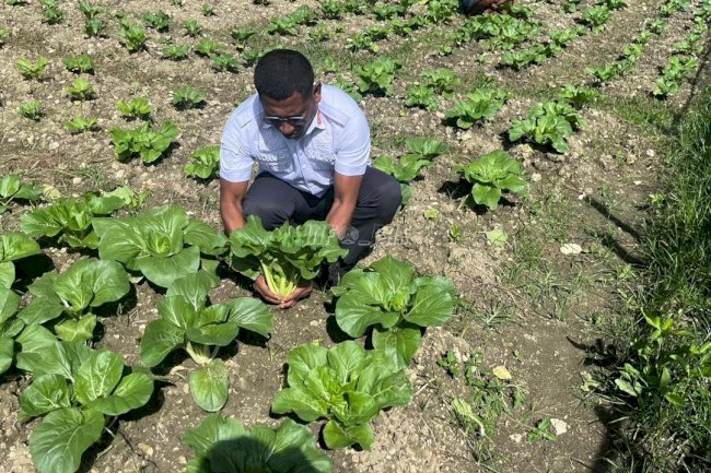 Panen, Program Pembinaan Rutan Masohi Hasilkan 25 Ikat Sawi Segar