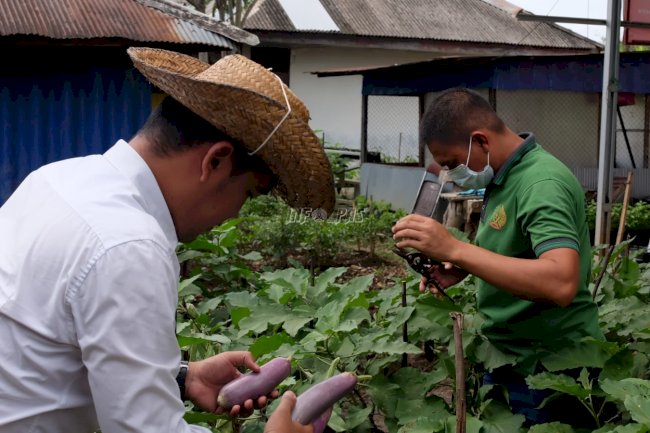 Sulap Lahan Terbatas Jadi Produktif, Warga Binaan Rutan Rantau Panen 16 Kg Terong 
