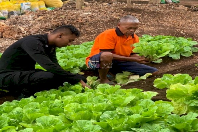 Panen 15 Kg Sayur Sawi, Lapas Saumlaki Mantapkan Komitmen Ketahanan Pangan